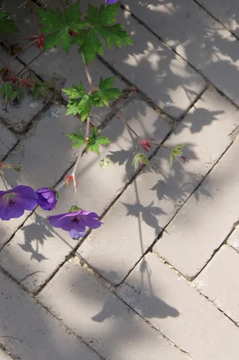 Blue-flowered geranium juts over Stone Grey Brick Paving, laid herringbone pattern with sanded joints. Design by Amelia Bouquet.