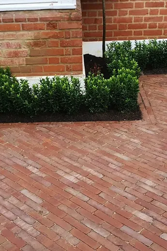Roma Dutch Clay Pavers laid running bond at a 45 degree angle to house walls and beds with low hedging. Build by AS Landscapes.