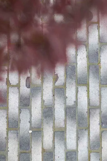 A red coloured foliage can be seen out of focus, covering a close up view of stunning Silver Grey Multi Clay Pavers.