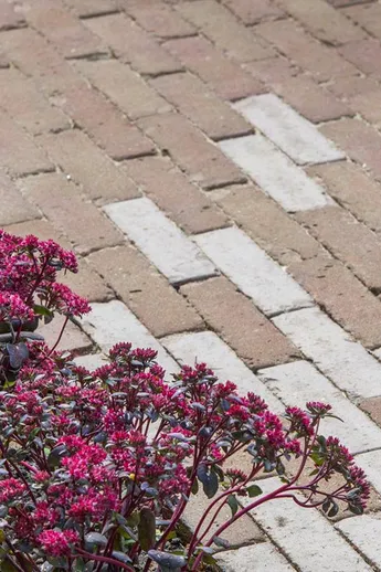 Westminster and Stone Grey Clay Pavers interlock in colour change to path next to bed with red sedum. Design by Cultivate Gardens.