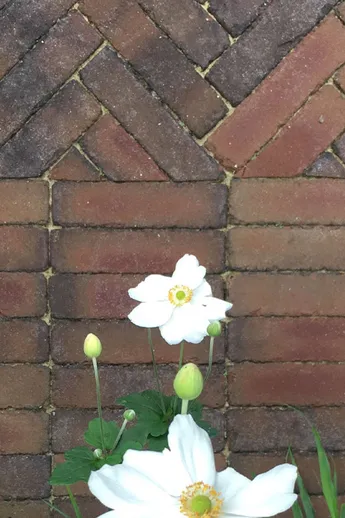 White Japanese Anemone blooms and buds on Bexhill Clay Pavers laid stack bond, with herringbone pattern adjacent. By GRDN Design.